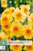 Narcissus Kedron, 5 stuks