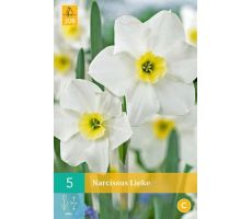 Narcissus lieke 5st - afbeelding 2