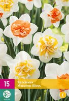Narcissus macaron bloss 15 stuks