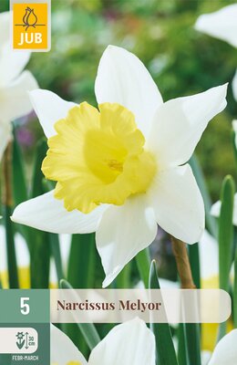 Narcissus Melyor, 5 stuks