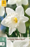 Narcissus Mount Hood, 5 stuks