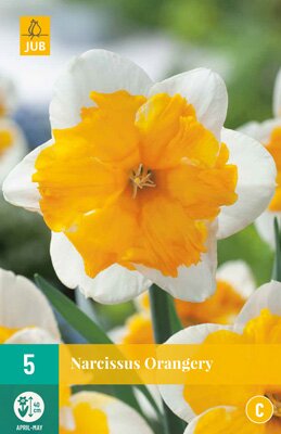 Narcissus orangery 5 stuks