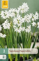 Narcissus Paperwhite, 3 stuks