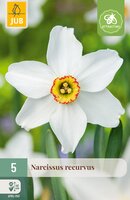 Narcissus recurvus, 5 stuks