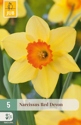 Narcissus Red Devon, 5 stuks