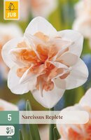 Narcissus Replete, 5 stuks