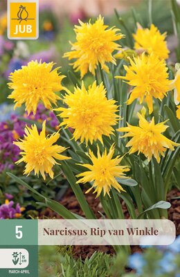 Narcissus Rip van Winkle, 5 stuks