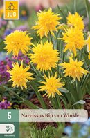 Narcissus Rip van Winkle, 5 stuks
