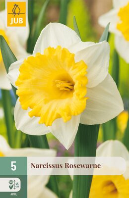 Narcissus Rosewarne, 5 stuks