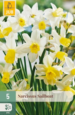 Narcissus Sailboat, 5 stuks