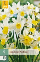 Narcissus Sailboat, 5 stuks