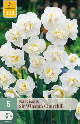 Narcissus Sir Winston Churchill, 5 stuks