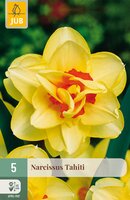 Narcissus Tahiti, 5 stuks