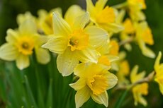 Narcissus Tete a Tete - afbeelding 2