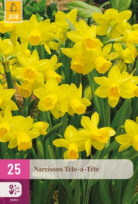 Narcissus Tête-à-Tête, 25 stuks
