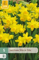 Narcissus Tête-à-Tête, 5 stuks
