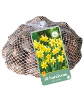 Narcissus Tête-à-Tête, 50 stuks
