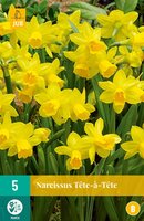 Narcissus tete a tete 5st