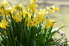 Narcissus Tete a Tete - afbeelding 2