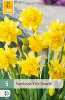 Narcissus Tête Bouclé, 5 stuks