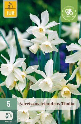 Narcissus triandrus Thalia, 5 stuks