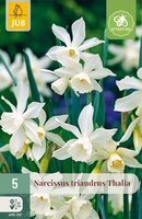 Narcissus triandrus Thalia, 5 stuks