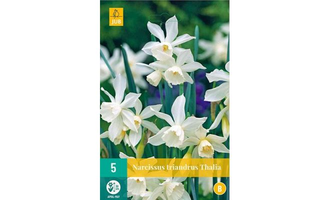 Narcissus triandrus thalia 5st - afbeelding 1