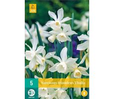 Narcissus triandrus thalia 5st - afbeelding 1