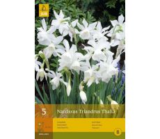 Narcissus triandrus thalia 5st - afbeelding 3