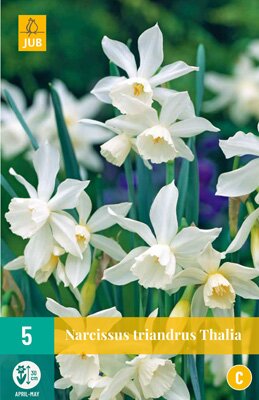Narcissus triandrus thalia 5 stuks