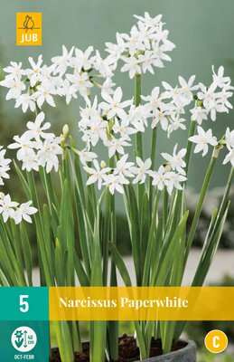 Narcissus voor glas paperwhite 5 stuks