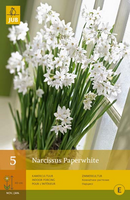 Narcissus voor glas paperwhite 5st - afbeelding 3