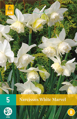 Narcissus white marvel 5st - afbeelding 1