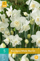 Narcissus white marvel 5st - afbeelding 3