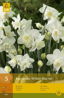 Narcissus white marvel 5st - afbeelding 2