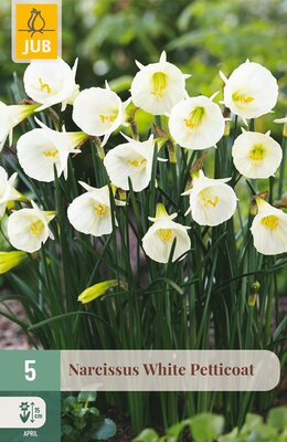 Narcissus White Petticoat, 5 stuks