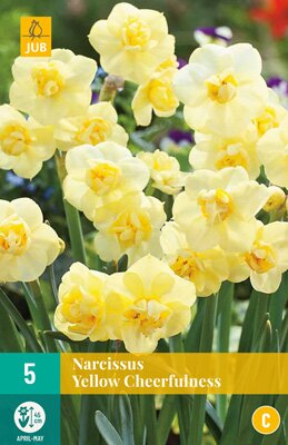Narcissus yellow cheerfulness 5 stuks