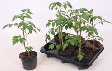 Nectartomaatje geel Jolena F1, pot 13 cm, h 20 cm