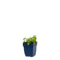 Nepeta faass. Snowflake P11 - afbeelding 2