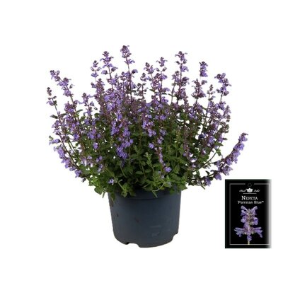 Nepeta Purrsian Blue, pot 15 cm, h 35 cm