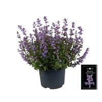 Nepeta Purrsian Blue, pot 15 cm, h 35 cm