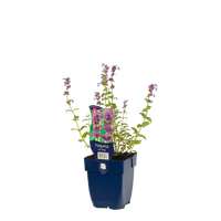 Nepeta rac. Grog P11 - afbeelding 2