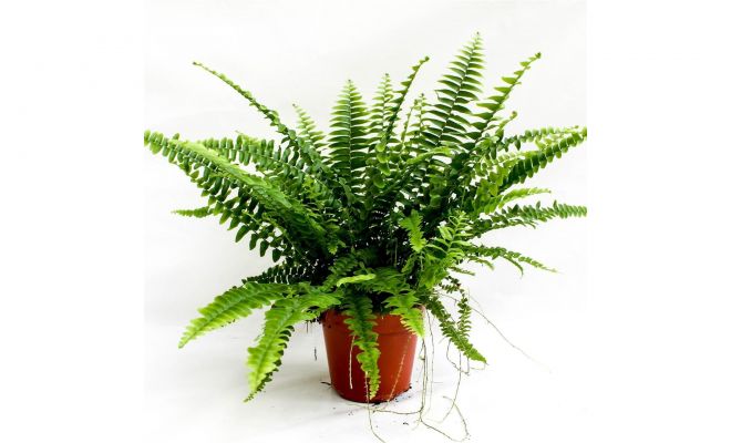 Nephrolepis exal. 'Green Lady, pot 12 cm, h 35 cm