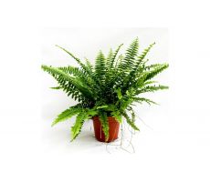 Nephrolepis exal. 'Green Lady, pot 12 cm, h 35 cm