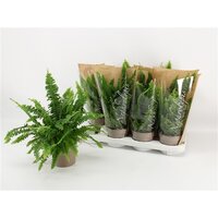 Nephrolepis exal. 'Green Lady, pot 14 cm, h 35 cm - afbeelding 1