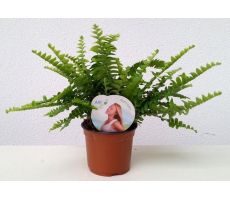 Nephrolepis exal. 'Green Lady, pot 17 cm, h 60 cm - afbeelding 2