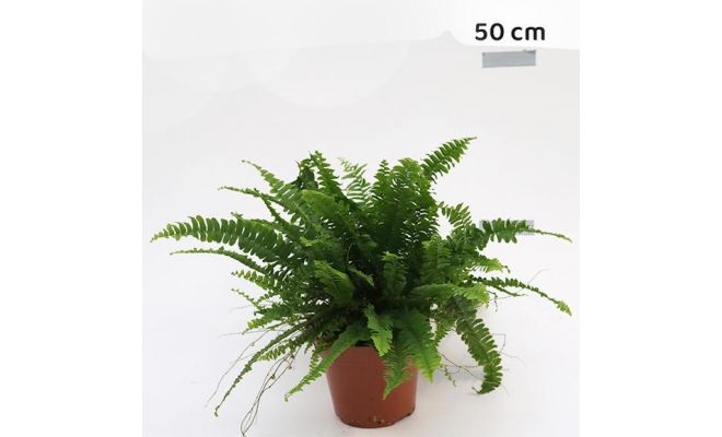 Nephrolepis exal. 'Green Lady, pot 17 cm, h 60 cm - afbeelding 1