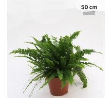 Nephrolepis exal. 'Green Lady, pot 17 cm, h 60 cm - afbeelding 1