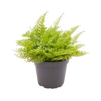 Nephrolepis exal.   …, pot 6 cm