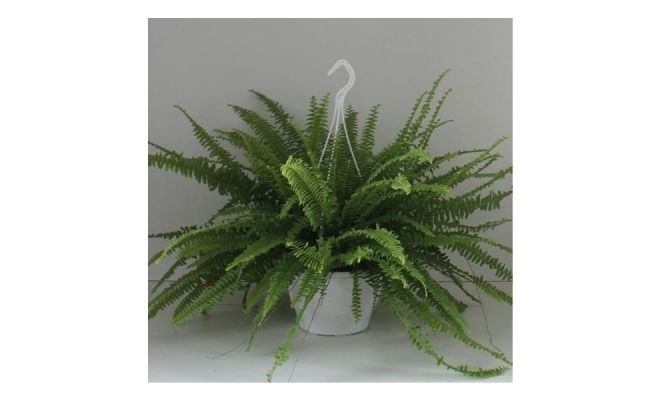 Nephrolepis Exaltata Green Lady, pot 17, h 40 cm